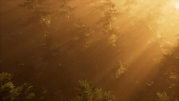 Aerial Sunrays in Forest with Fog alt