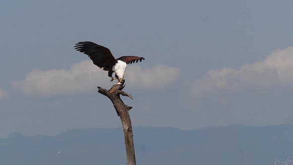 African Fish-Eagle, haliaeetus vocifer, Adult with Fish in Claws, Fishing at Baringo Lake, Kenya