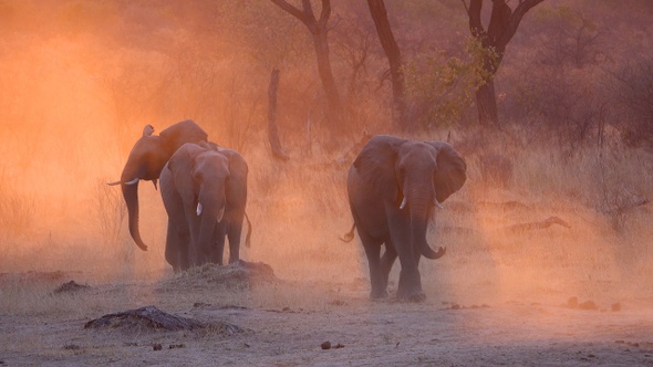 African Elephants March At Sunset With Beautiful Orange Dust