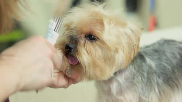 Female Hands Dog Grooming