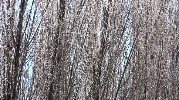 Rime Ice Crystals and Hoar Frosts on Leafless Tree Branches in Sunny Day