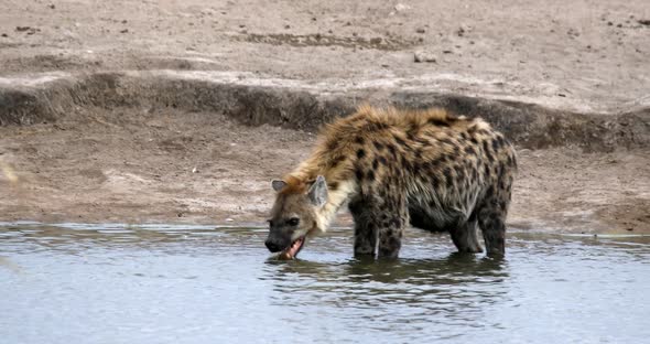Spotted hyena drinking water Namibia, Africa safari wildlife