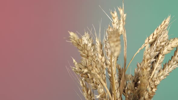 Dry Ripe Ears of Wheat on Red and Green, Rotation