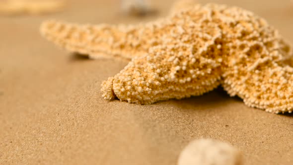 Starfishs on Sand, Rotation, Closeup