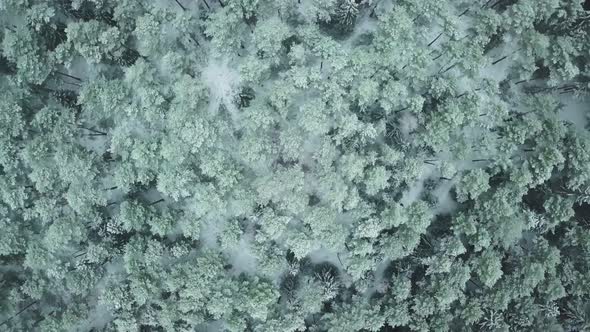 Winter forest nature snow-covered winter trees landscape view from air.