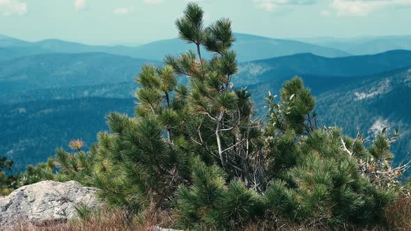 Young Pine Tree Shivers in Wind Against Background of Mountains in Bluish Haze