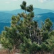 Young Pine Tree Shivers in Wind Against Background of Mountains in Bluish Haze - VideoHive Item for Sale