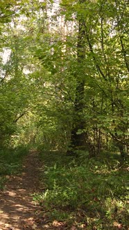 Vertical Video of a Forest in an Autumn Day