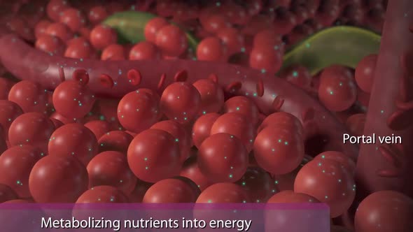 Metabolizing nutriens into energy