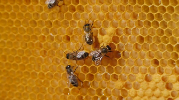 Bee Colony. Worker Bees Make Up the Majority of the Hive. Bee Crop, Bee Larva.