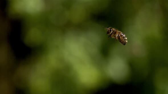 700238 European Honey Bee, apis mellifera, Adult flying against green background, Slow motion