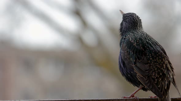 Starling 3