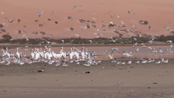 Group of terns birds and pelican on the beach 