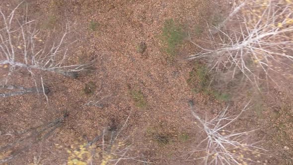 Vertical Video of a Forest Landscape on an Autumn Day in Ukraine