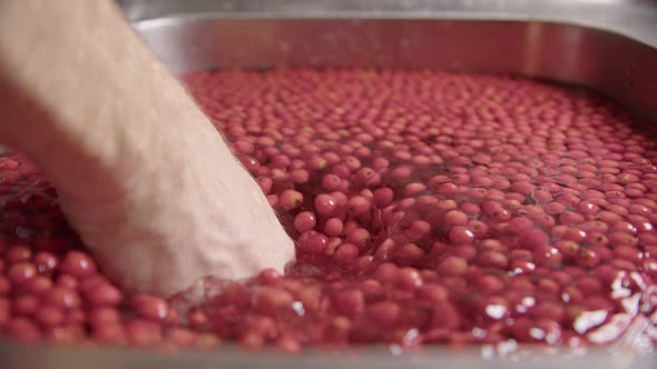 SLOW MOTION, a hand mixes rowanberries in water to wash them