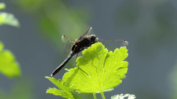 Dragonfly Sits on a Branch, Wild Beetle in Nature, Summer Spring Colorful Macro Wildlife