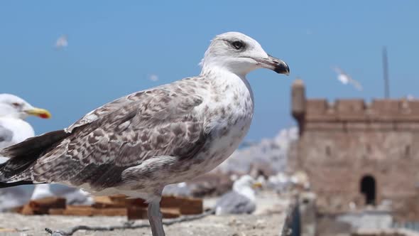 Seagulls of Essaouira, Morocco and the kasbah of Essaouira behind them, the place where Game of thro