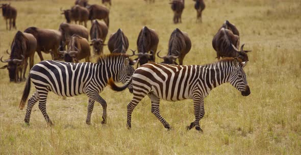 Zebras in the savanna