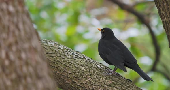 Common Blackbird or Turdus Merula Perched on Tree