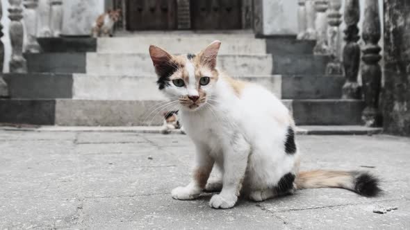 Stray Shabby Tricolor Cat in Africa on Street of Dirty Stone Town Zanzibar