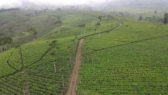 Aerial view of foggy mist tea plantation in Indonesia