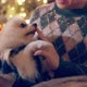female woman hand hold hug cute little lapdog pomeranian dog friend with tender and happiness - VideoHive Item for Sale