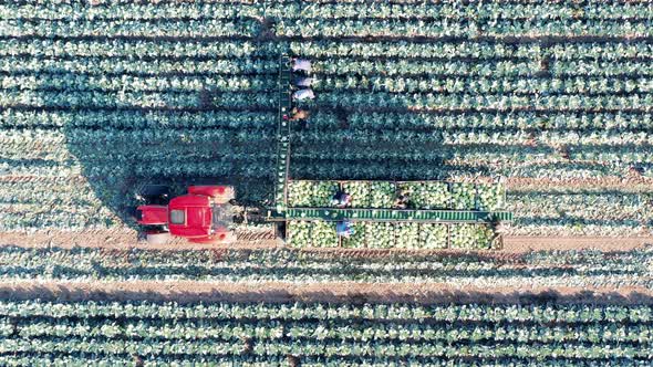 Top View of a Harvesting Combine Riding Through the Cabbage Field