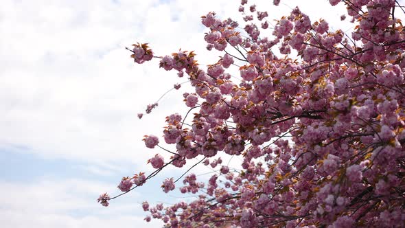 Japanese Cherry Blossom 18