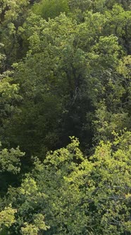 Aerial View of Trees in the Forest