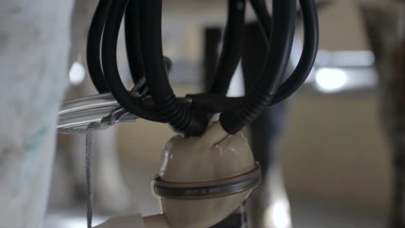 Close-up - automated milking of a cow