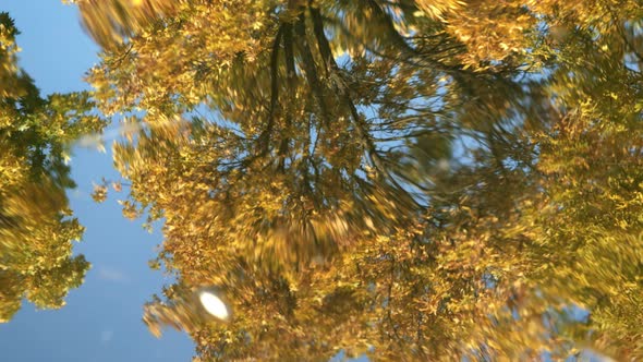 the Surface of the Water Where the Autumn Tree is Reflected