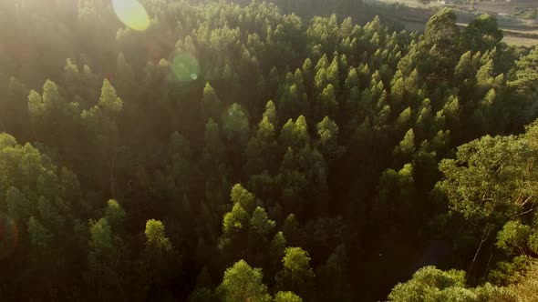 Pine Forests Sun