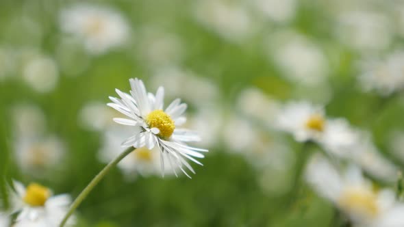 Spring green background with white common daisy in the grass shallow DOF 4K 3840X2160 UHD video - Wh