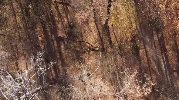 Vertical Video of an Autumn Forest During the Day in Ukraine