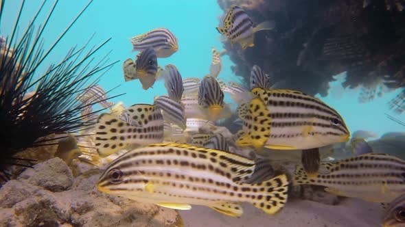 Sweetlips Fish and A Diver