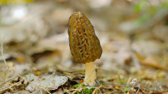 Morchella conica in the spring forest. A girl cuts a mushroom with a special camping knife