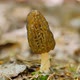 Morchella conica in the spring forest. A girl cuts a mushroom with a special camping knife - VideoHive Item for Sale