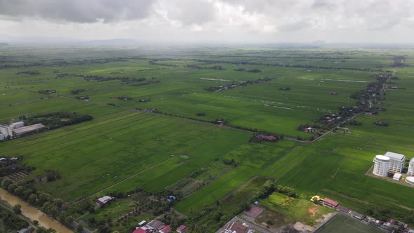 The Paddy Rice Fields of Kedah and Perlis, Malaysia