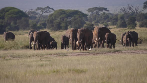 A Herd Of Wild African Elephants Walking On A Hot Plain In The Savannah