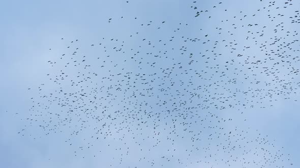 A Huge Flock Of Black Birds In The Sky. Crows.