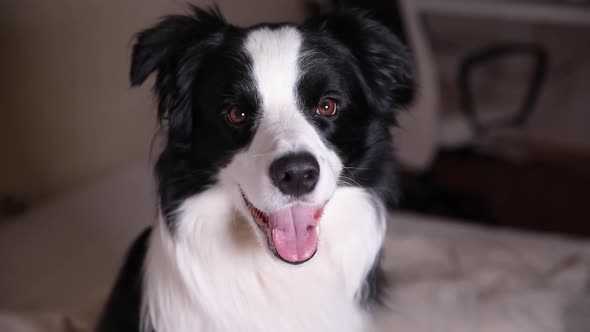 Funny Portrait of Puppy Dog Border Collie Sitting on Couch Indoor