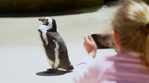 Girl taking photo of young penguin bird with mobile phone 4k