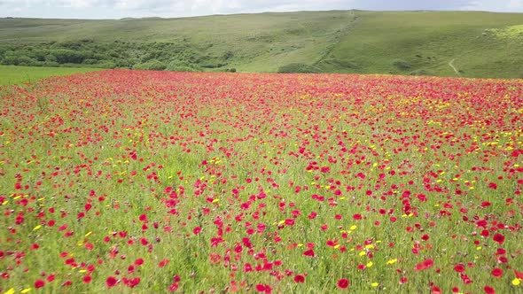 Beautiful Fields Of Red And Yellow Poppies Near Polly Joke Beach In Cornwall, England, UK. - aerial