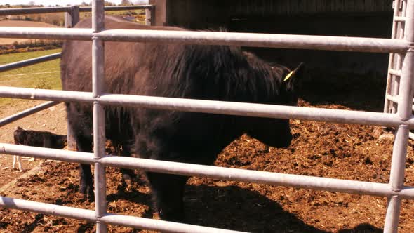 Strong bull in a barn