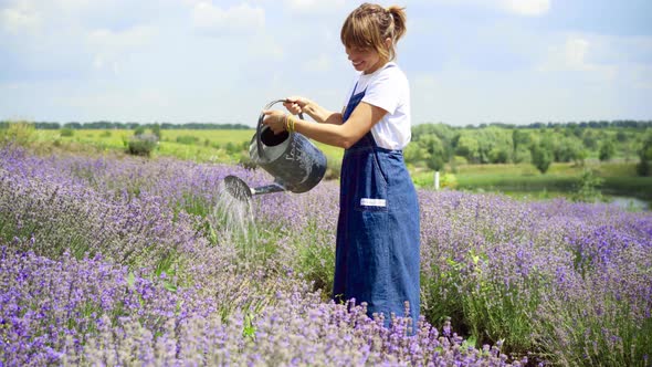 Charming Positive Gardener Watering Lavender on Sunny Summer Field