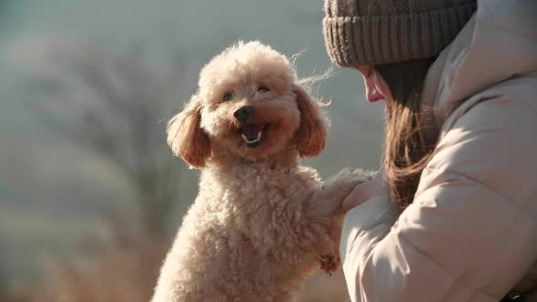 A Girl is Playing with Her Smiling Toy Poodle Dog Closeup