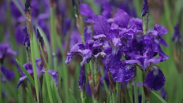 A Little Wind Sways the Purple Flowers. Close-up Shot of Lovely Purple Iris Flowers. Romantic and