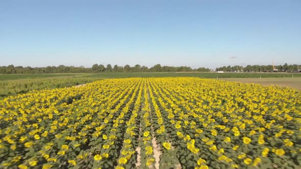 AERIAL: Beautiful Field of Sunflowers in the Morning Light