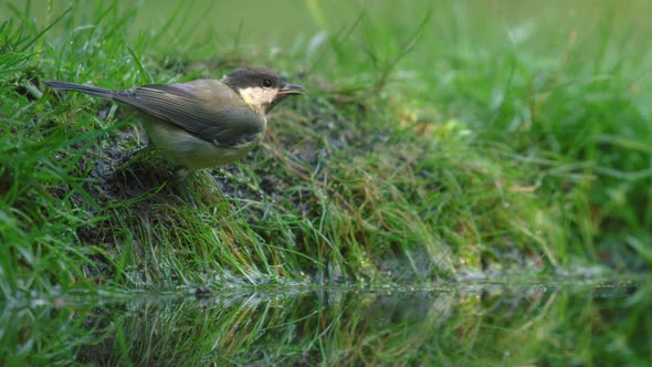 Low close static shot of a great tit standing on the green grass edge of a pond drinking and looking