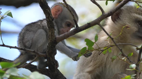 Cute baby vervet monkey grabs a leaf